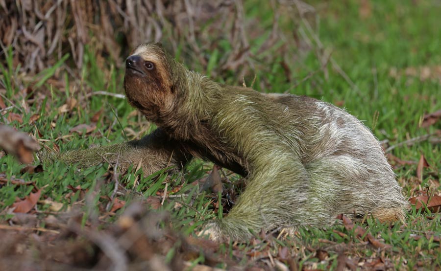 A sloth crossing a dirt road