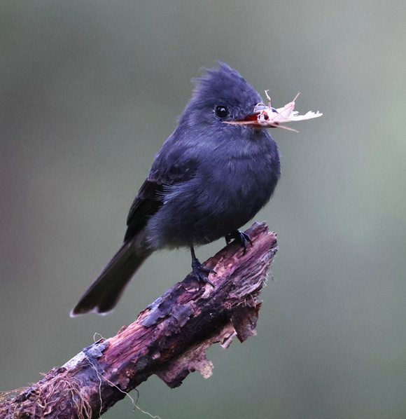 Smoke-colored Pewee