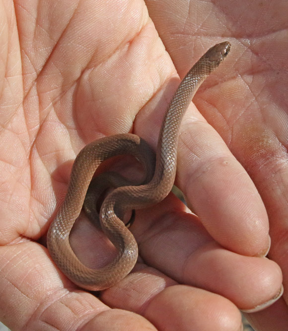 Western Smooth Earthsnake