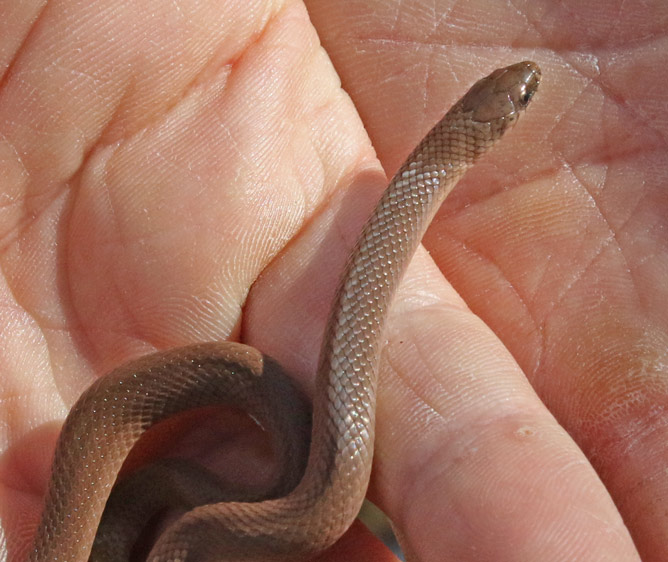 Western Smooth Earthsnake