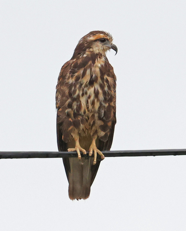 Snail Kite (female)