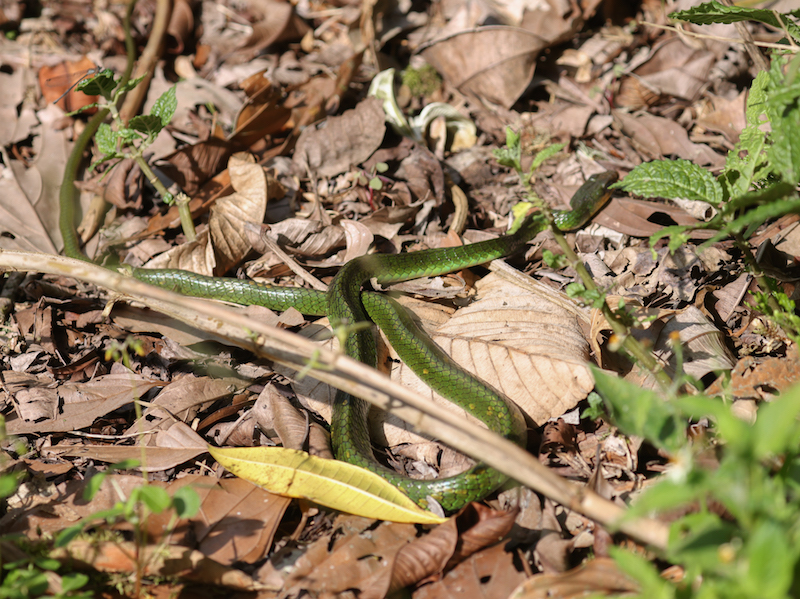 This Mountain Sipo was one of two species of snakes we saw on this trip
