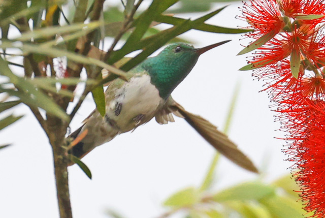 Snowy-bellied Hummingbird