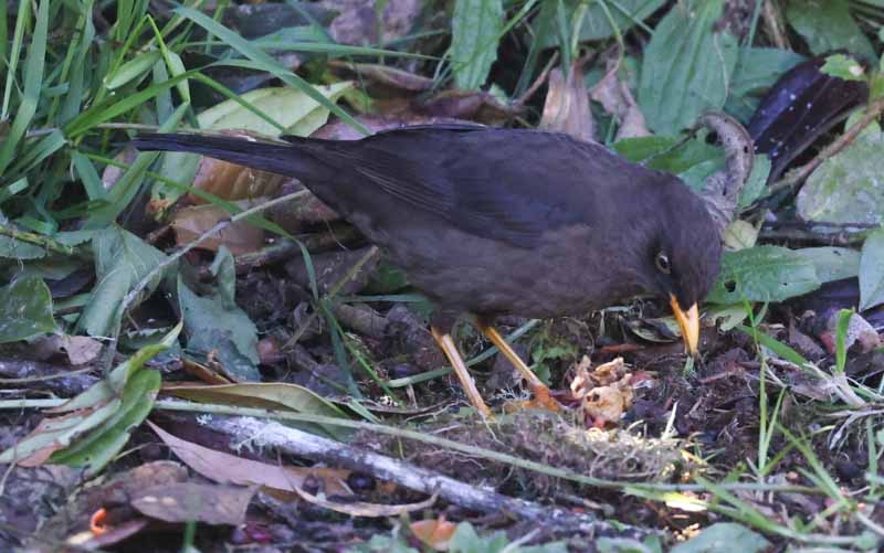 Sooty Thrush