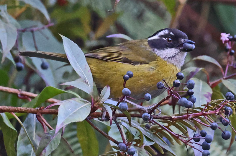 Sooty-capped Chlorospingus