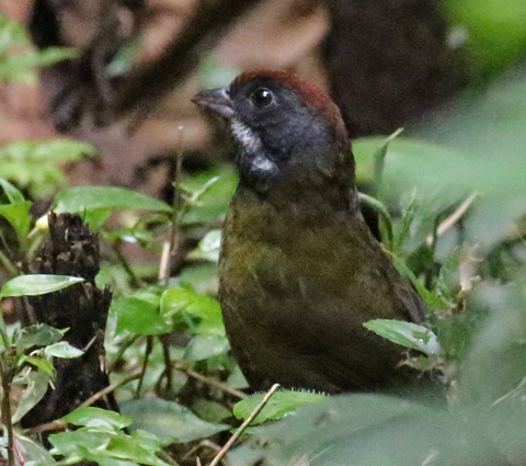 Sooty-faced Finch