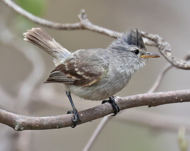 Southern Beardless-tyrannulet