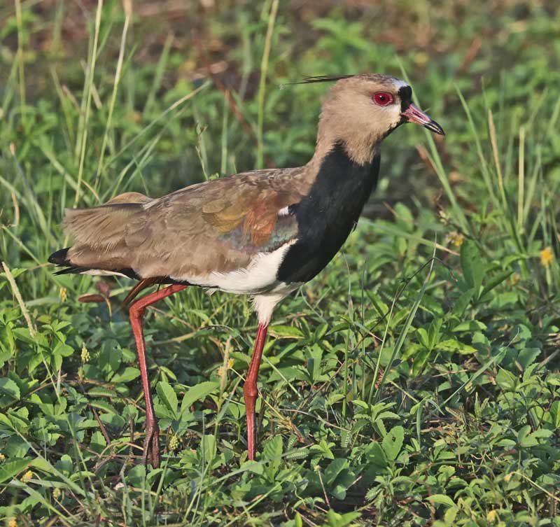 Southern Lapwing