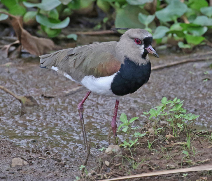 Southern Lapwing