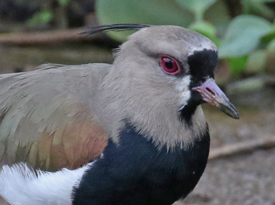 Southern Lapwing