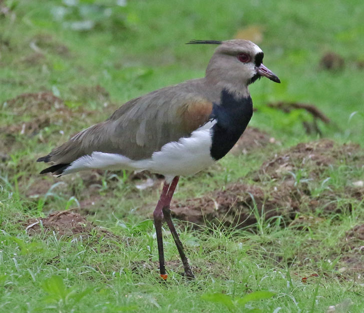 Southern Lapwing