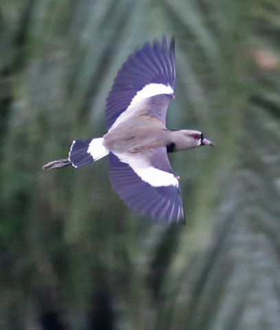 Southern Lapwing