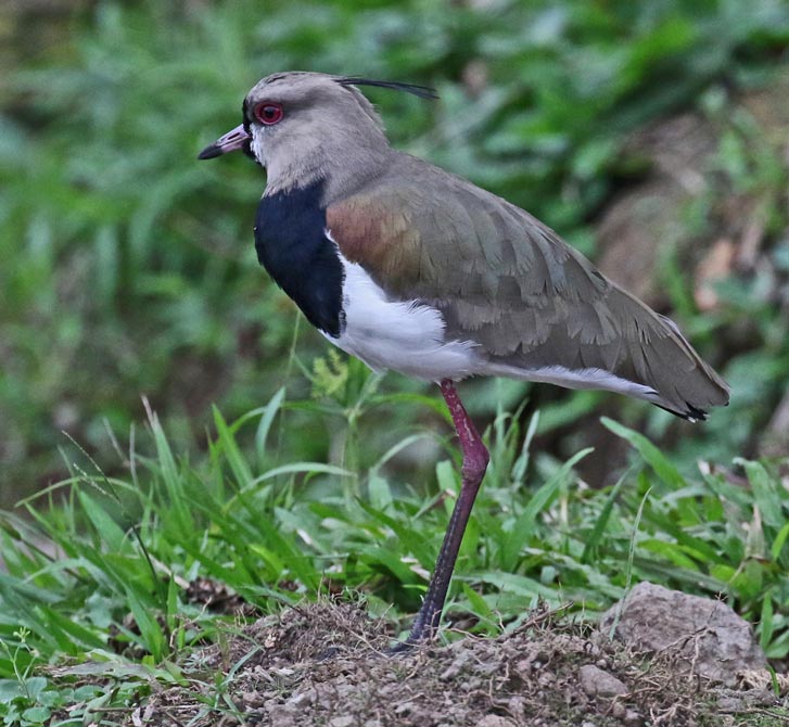 Southern Lapwing