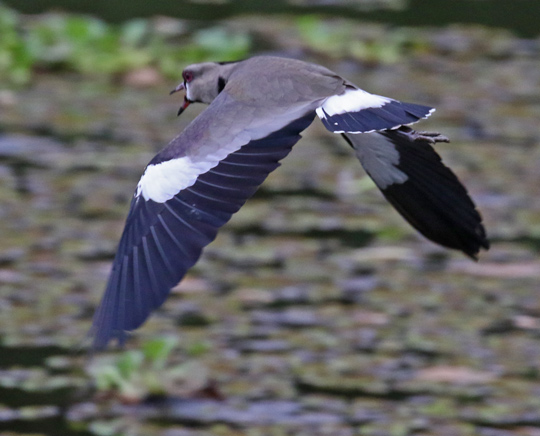 Southern Lapwing