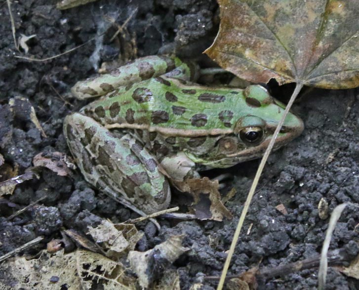 Southern Leopard Frog