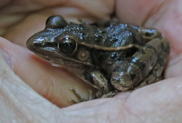 Southern Leopard Frog
