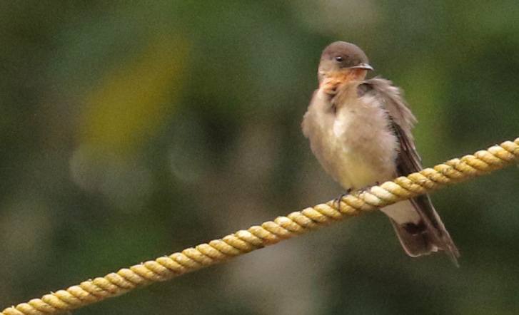 Southern Rough-winged Swallow