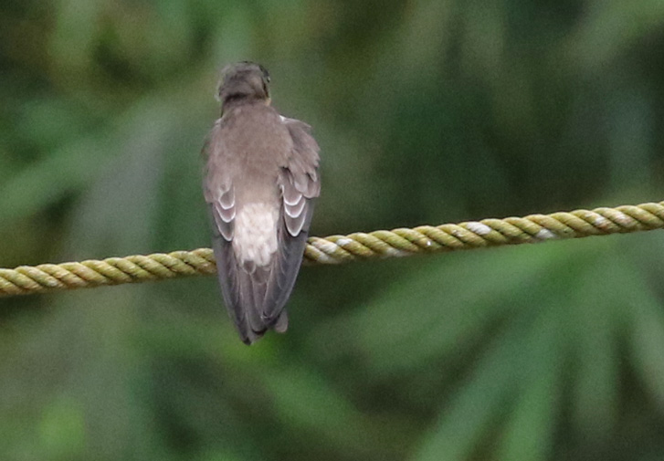 Southern Rough-winged Swallow