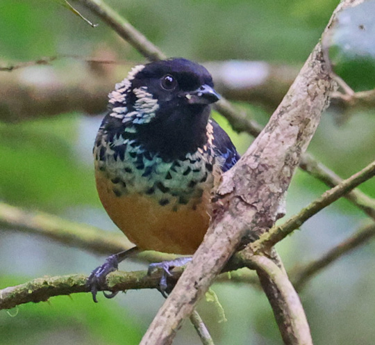Spangle-cheeked Tanager