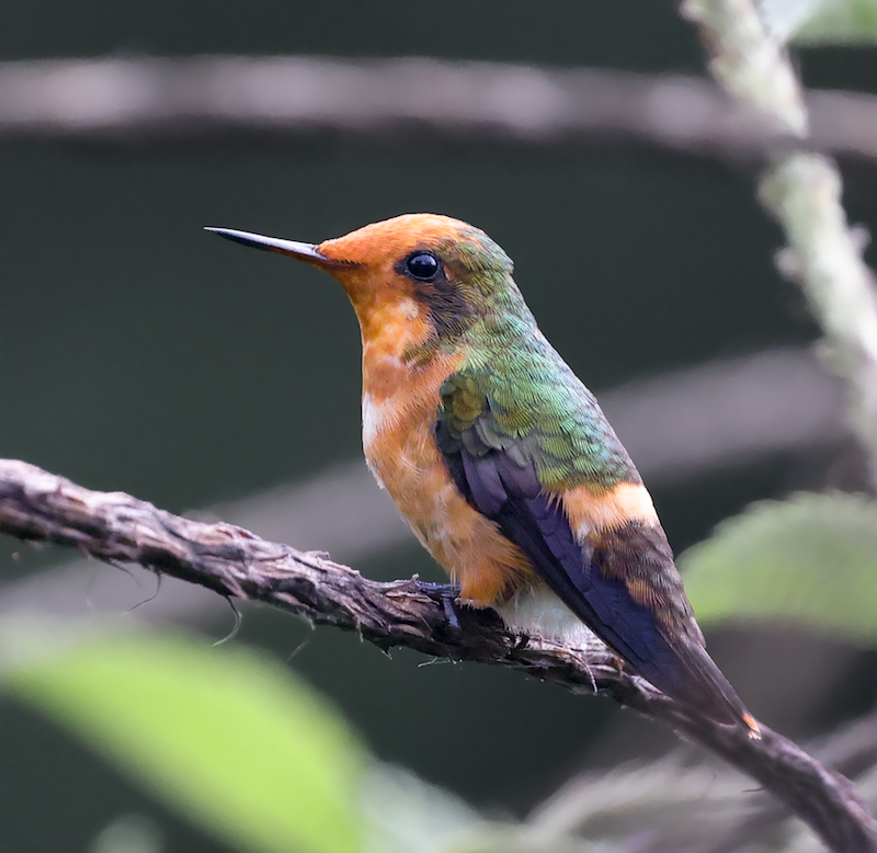 Spangled Coquette