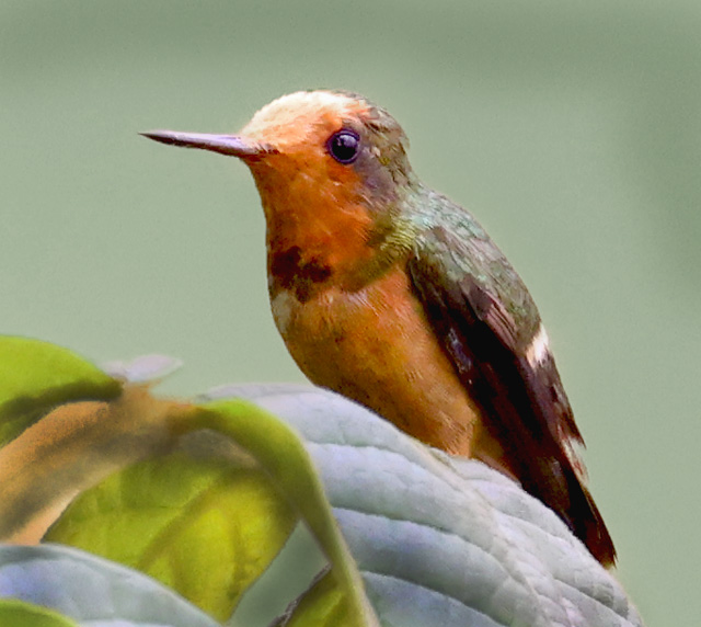 Spangled Coquette (immature)