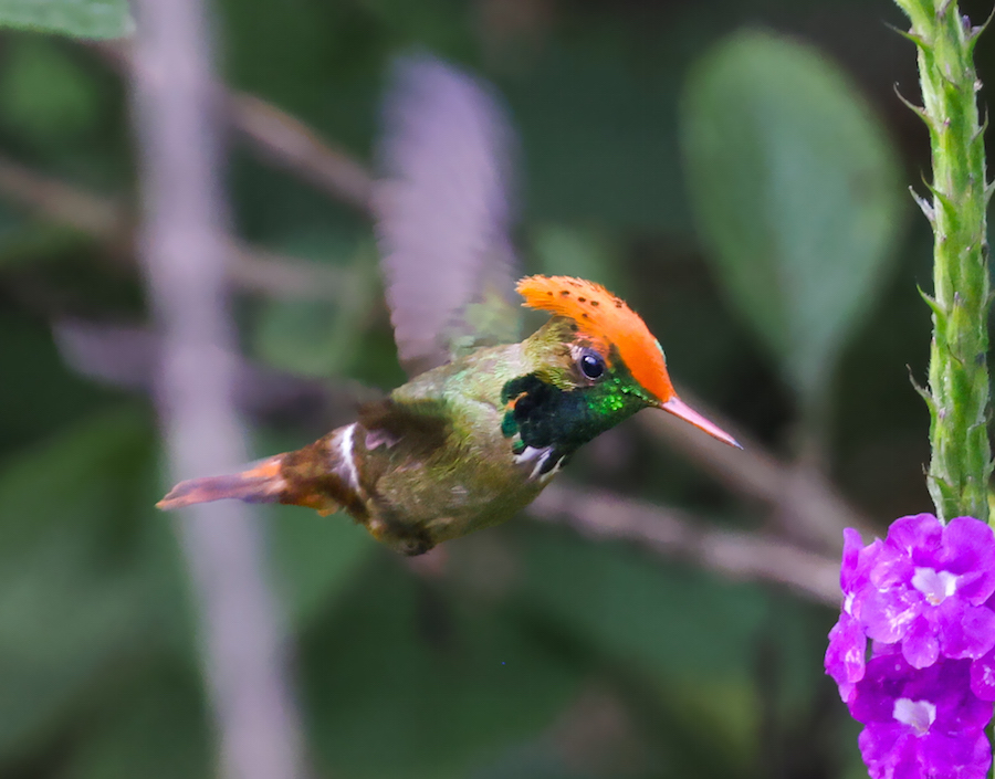 Spangled Coquette