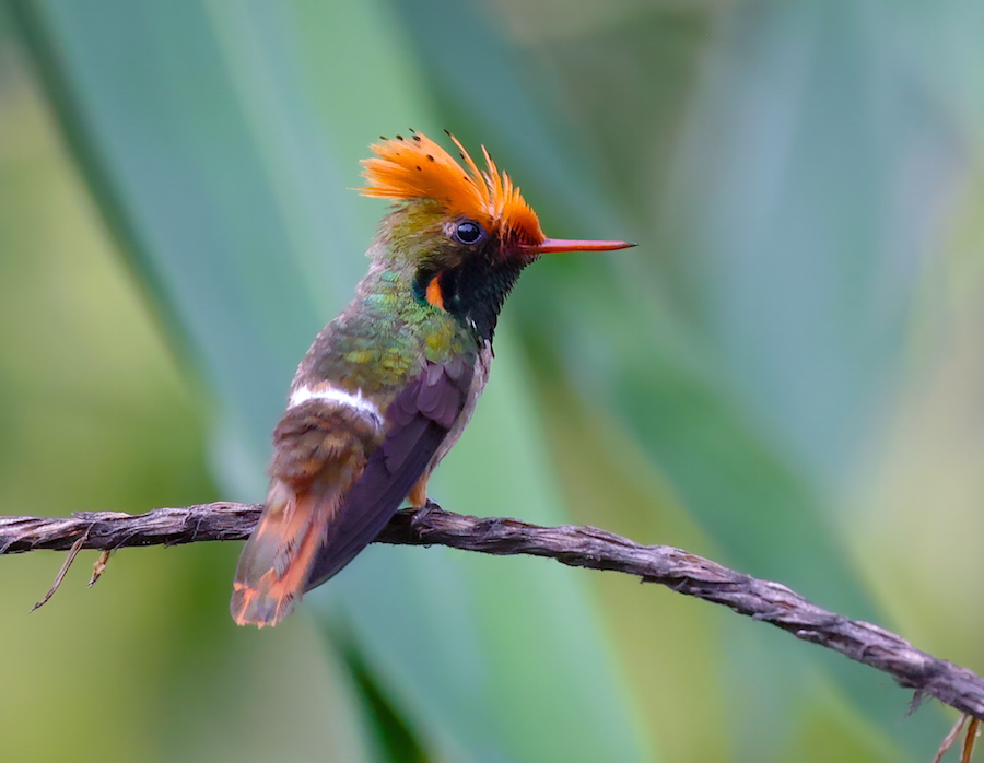 Spangled Coquette