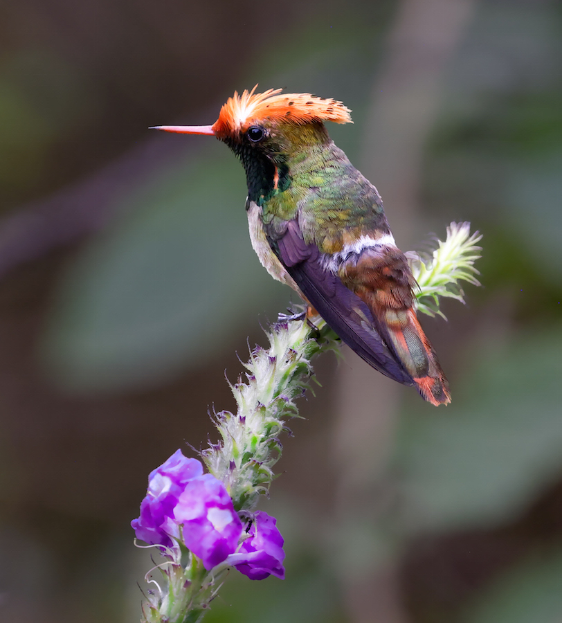 Spangled Coquette
