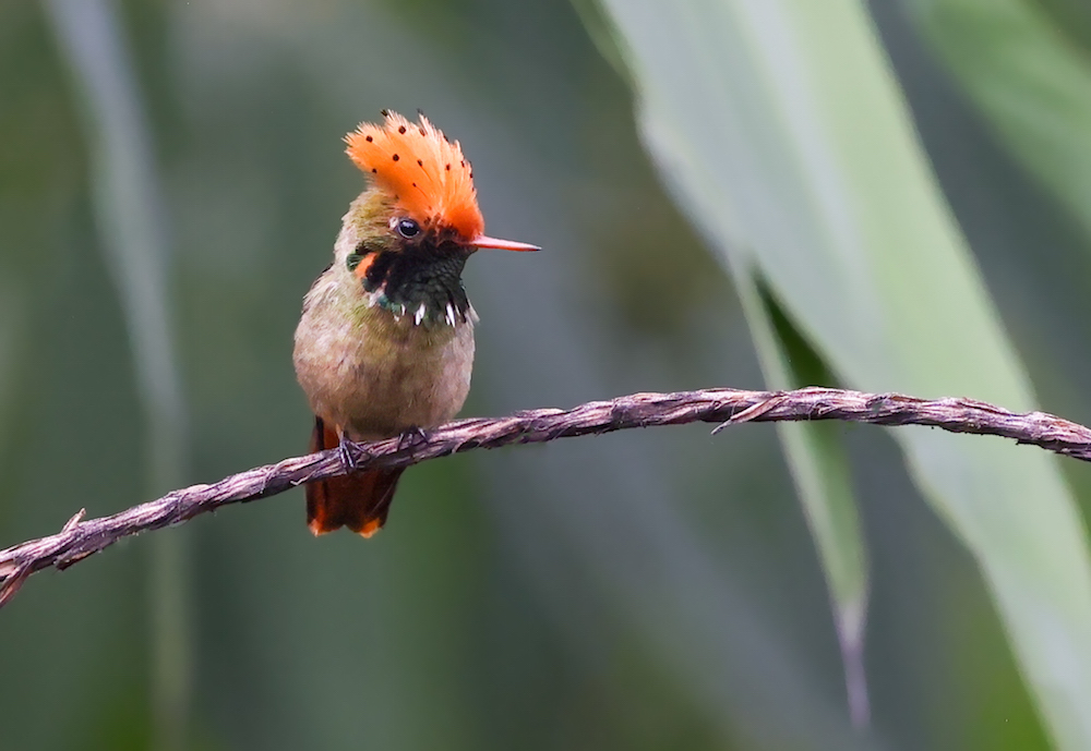 Spangled Coquette