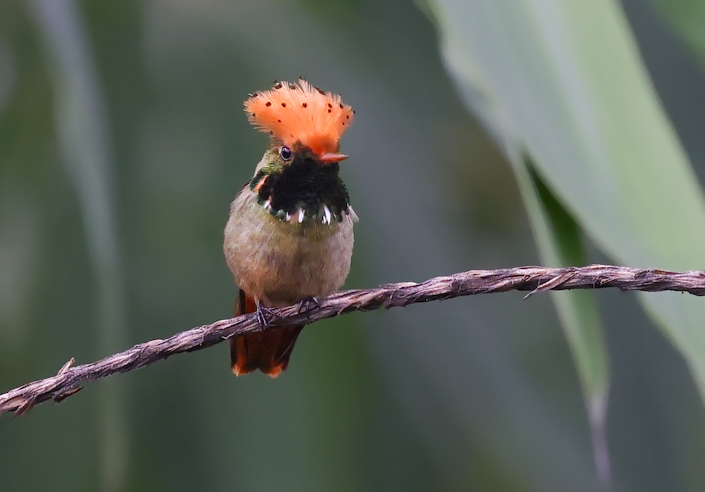 Spangled Coquette