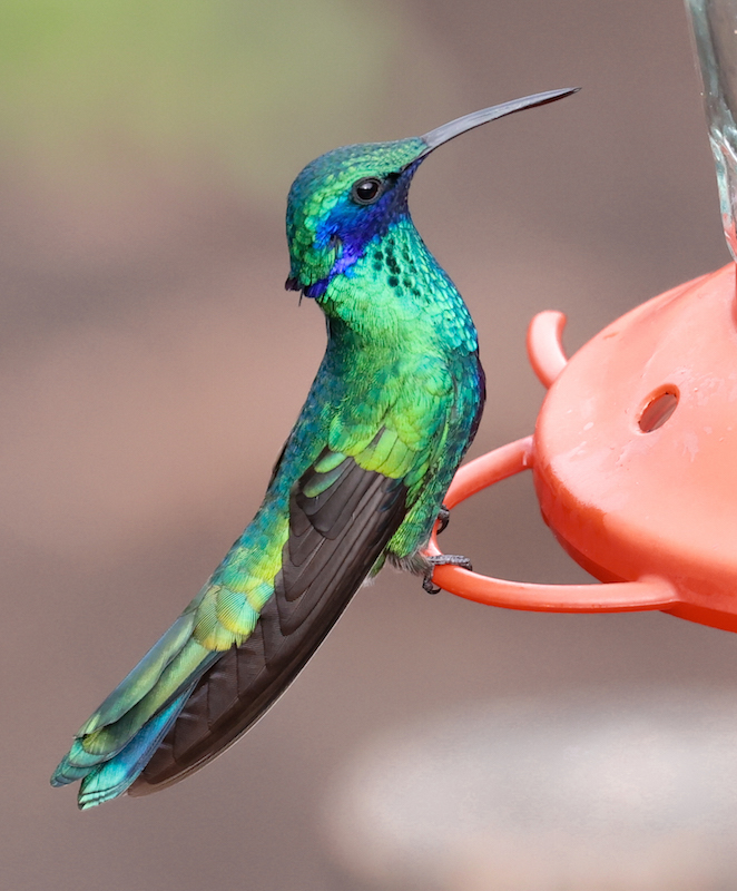 Sparkling Violetear