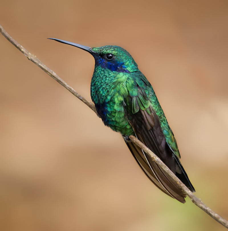 Sparkling Violetear