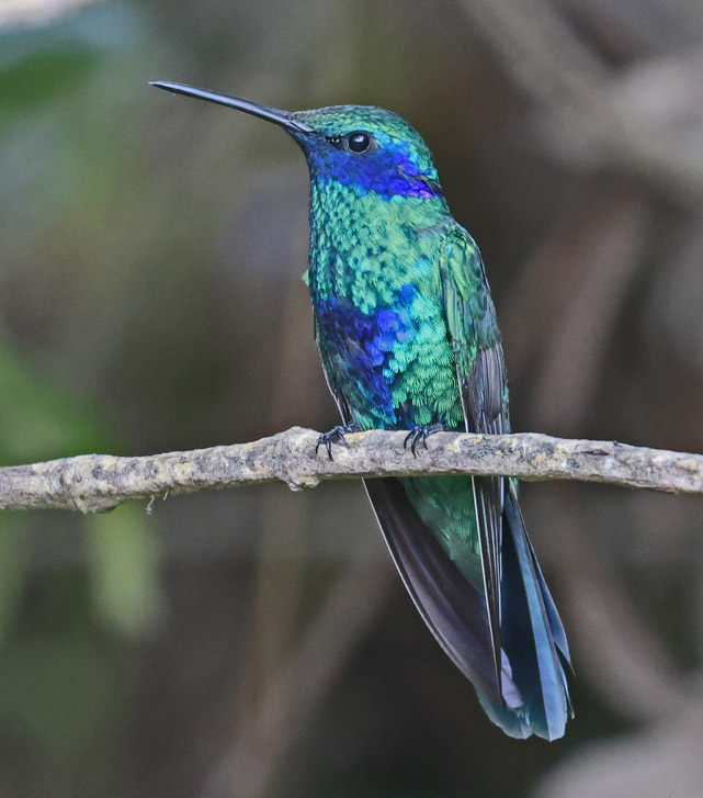 Sparkling Violetear