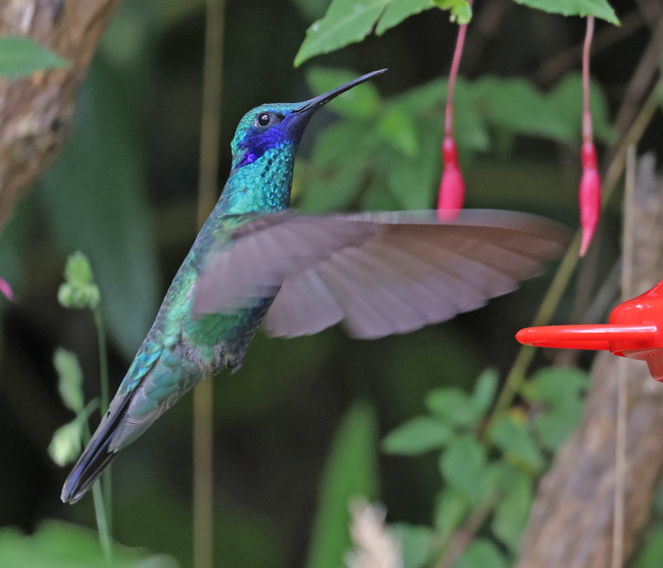 Sparkling Violetear
