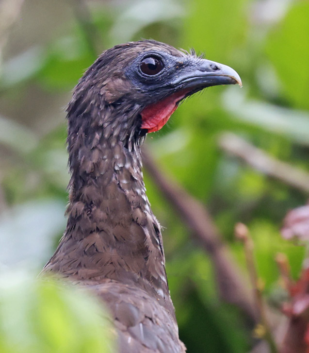 Speckled Chachalaca