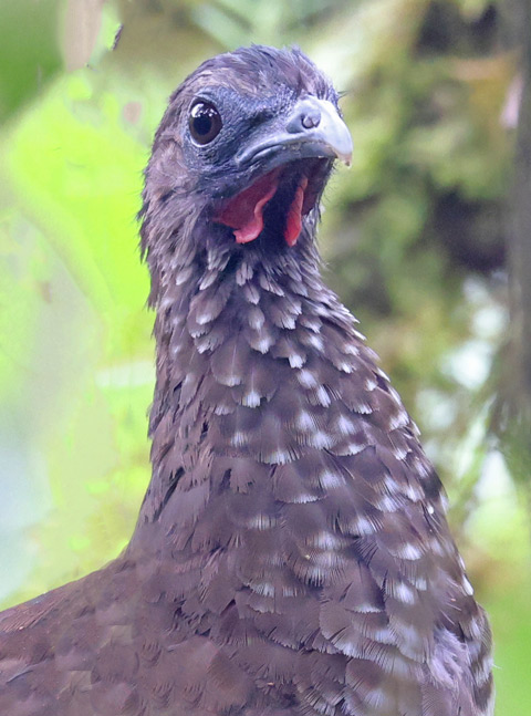 Speckled Chachalaca