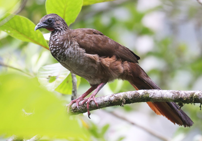 Speckled Chachalaca