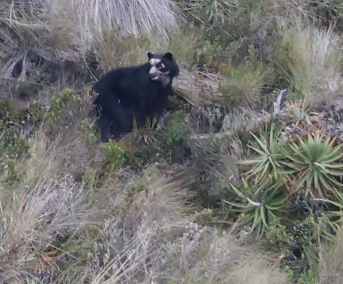 Spectacled Bear