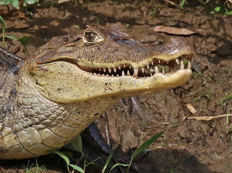 Spectacled Caiman