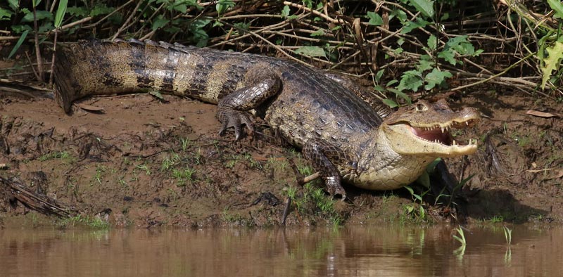 Spectacled Caiman