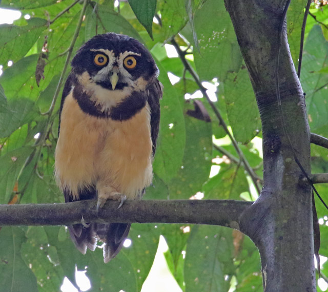 Spectacled Owl