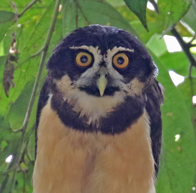 Spectacled Owl