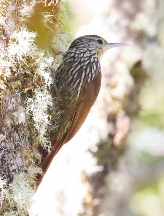 Spot-crowned Woodcreeper
