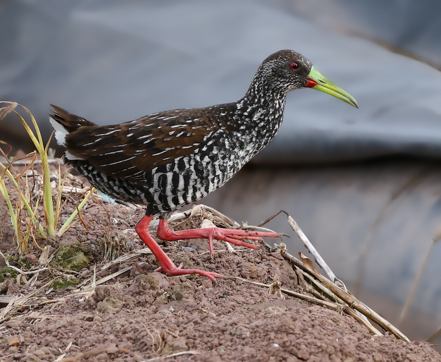 Spotted Rail