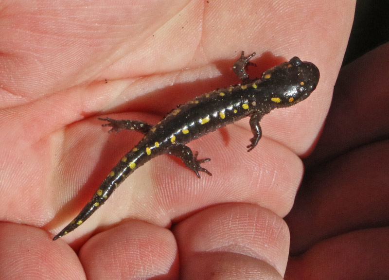 Spotted Salamander
