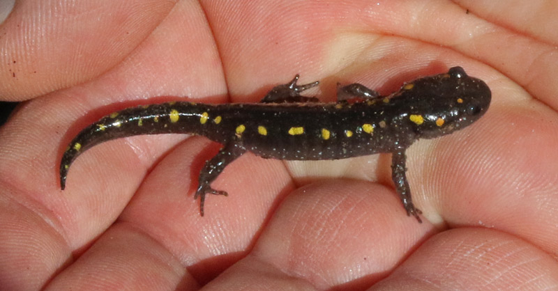 Spotted Salamander