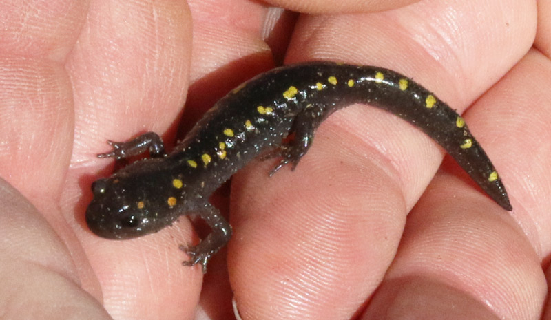 Spotted Salamander