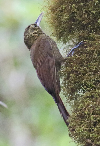 Spotted Woodcreeper