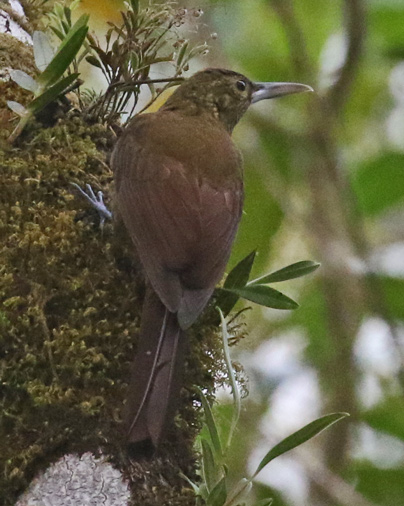 Spotted Woodcreeper