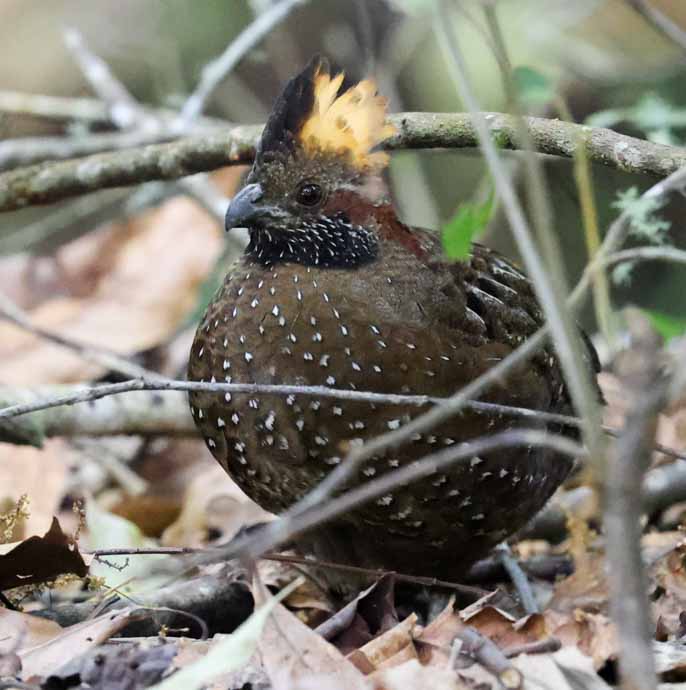 Spotted Wood-quail